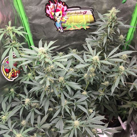White widow auto growlog timeline photo