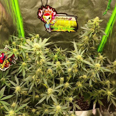 White widow auto growlog timeline photo