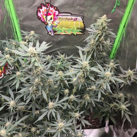 White widow auto growlog timeline photo