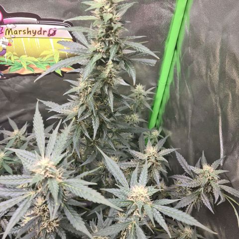White widow auto growlog timeline photo