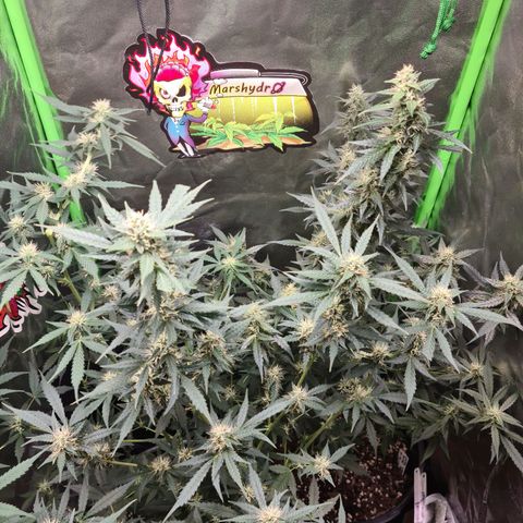 White widow auto growlog timeline photo