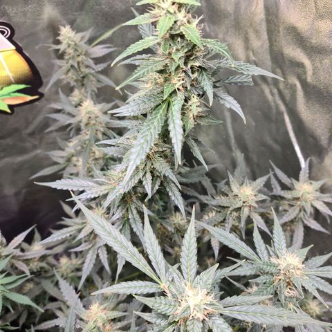 White widow auto growlog timeline photo