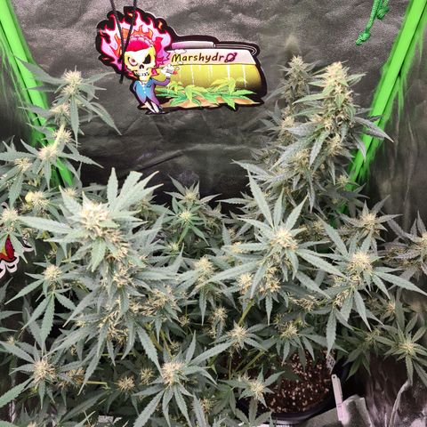 White widow auto growlog timeline photo