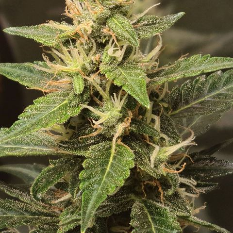 White widow auto growlog timeline photo