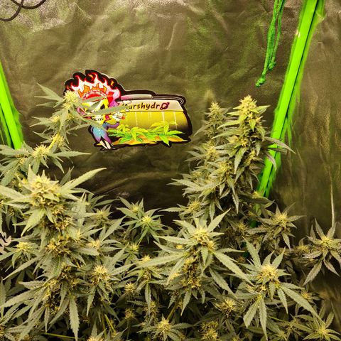 White widow auto growlog timeline photo