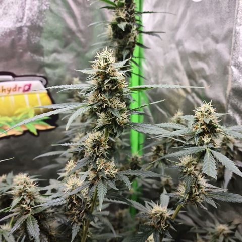 White widow auto growlog timeline photo