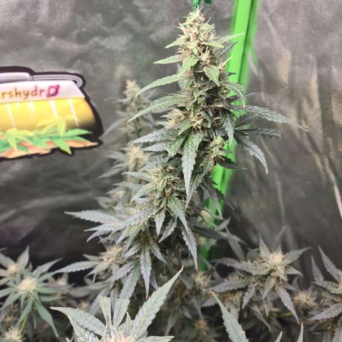White widow auto growlog timeline photo