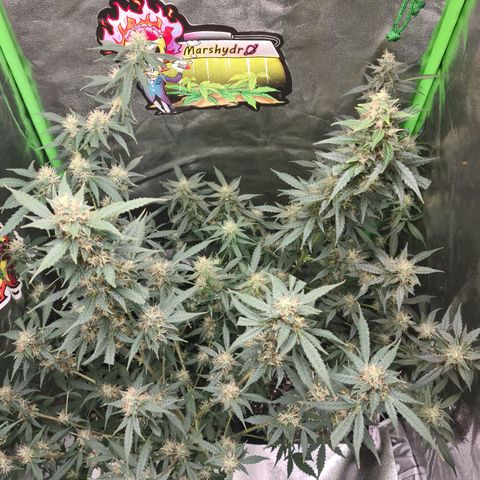 White widow auto growlog timeline photo