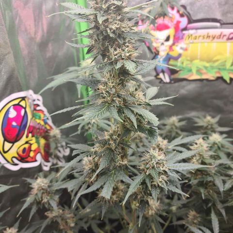 White widow auto growlog timeline photo