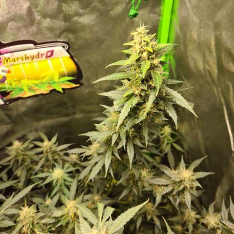 White widow auto growlog timeline photo