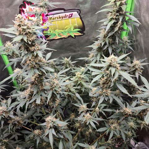 White widow auto growlog timeline photo