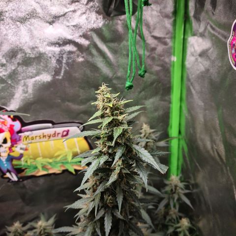 White widow auto growlog timeline photo