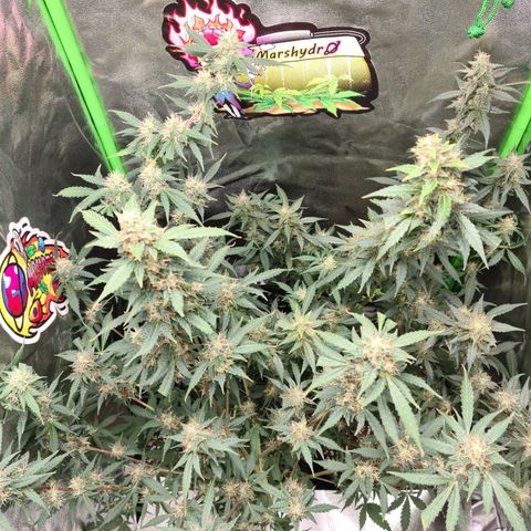 White widow auto growlog timeline photo