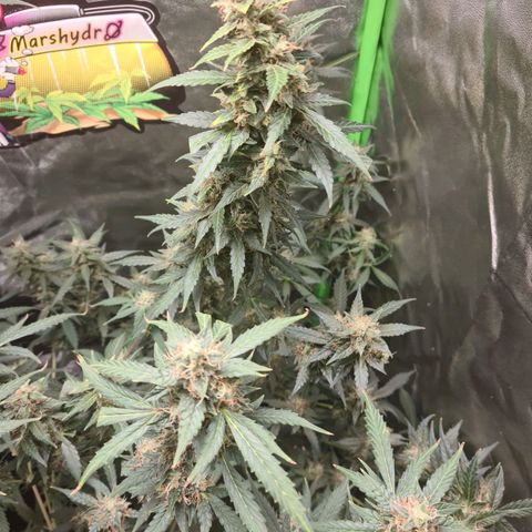 White widow auto growlog timeline photo