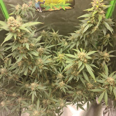 White widow auto growlog timeline photo