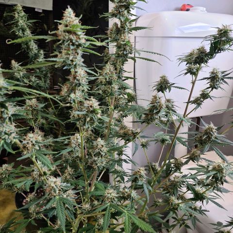 White widow auto growlog timeline photo