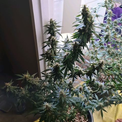 White widow auto growlog timeline photo