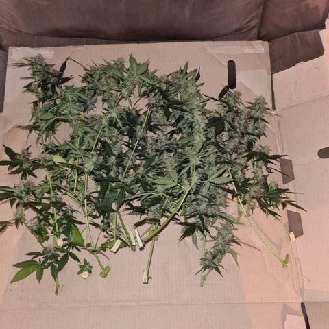 White widow auto growlog timeline photo