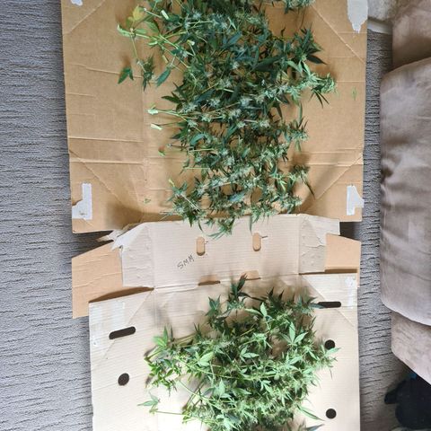 White widow auto growlog timeline photo