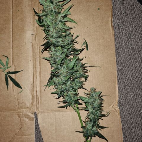 White widow auto growlog timeline photo