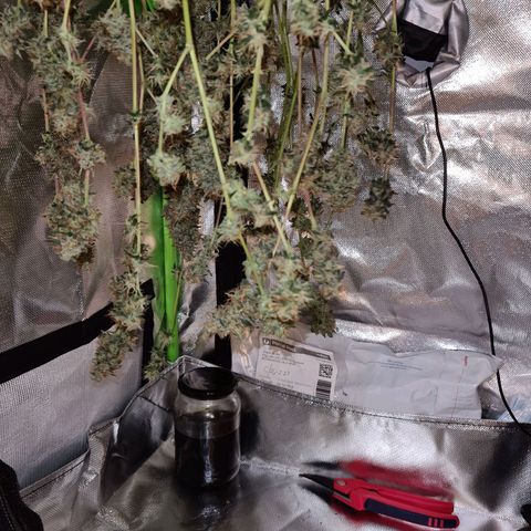 White widow auto growlog timeline photo
