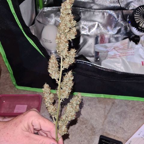 White widow auto growlog timeline photo