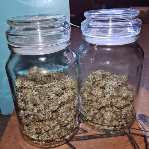 White widow auto growlog timeline photo