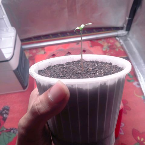 Blueberry Kush #2 growlog timeline photo
