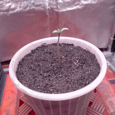 Blueberry Kush #2 growlog timeline photo