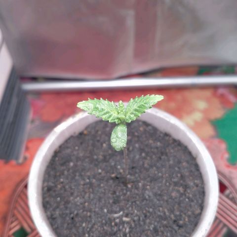 Blueberry Kush #2 growlog timeline photo