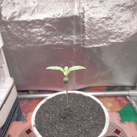 Blueberry Kush #2 growlog timeline photo