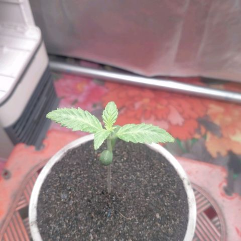 Blueberry Kush #2 growlog timeline photo