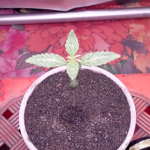 Blueberry Kush #2 growlog timeline photo