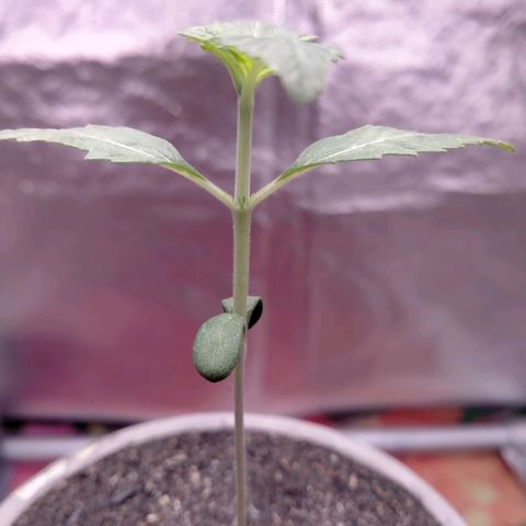 Blueberry Kush #2 growlog timeline photo