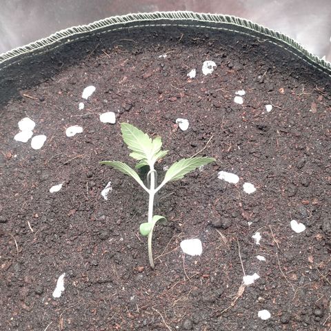 Blueberry Kush #2 growlog photo: LST