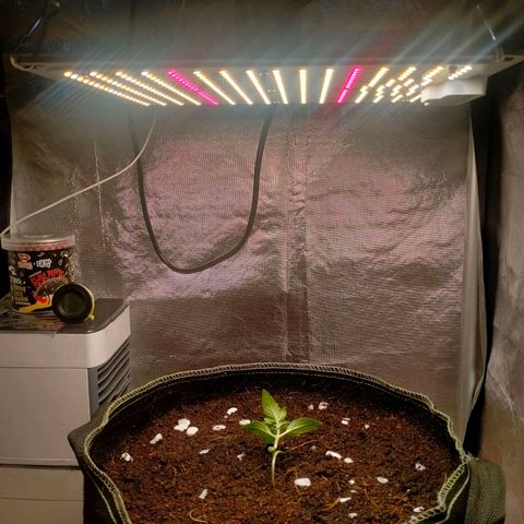 Blueberry Kush #2 growlog timeline photo