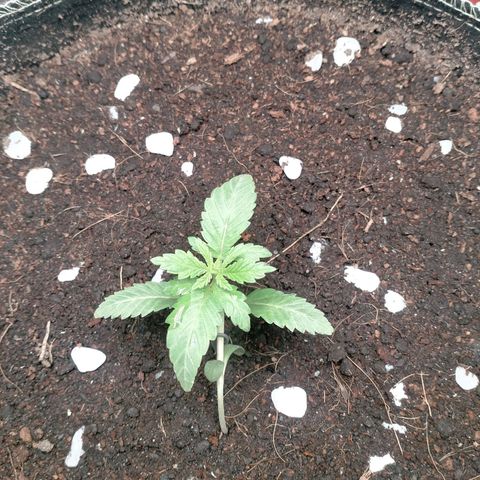 Blueberry Kush #2 growlog timeline photo