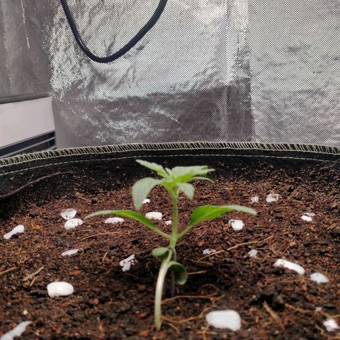 Blueberry Kush #2 growlog timeline photo