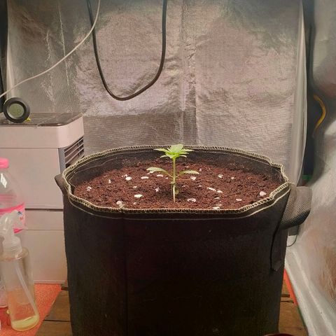Blueberry Kush #2 growlog timeline photo
