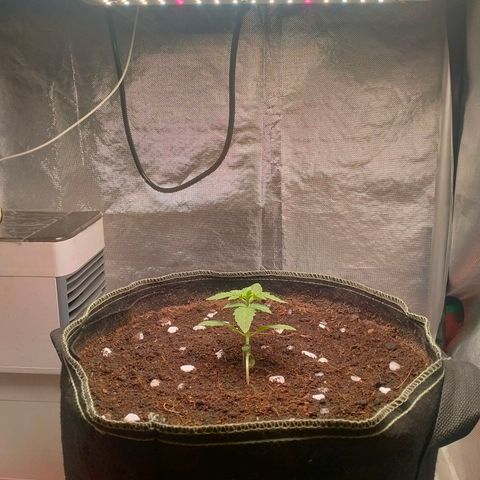 Blueberry Kush #2 growlog timeline photo