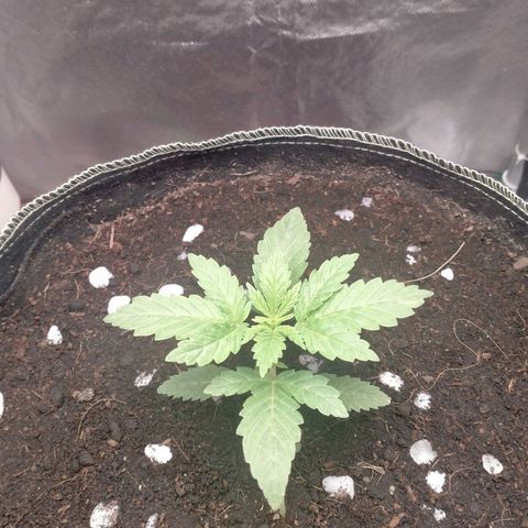 Blueberry Kush #2 growlog timeline photo