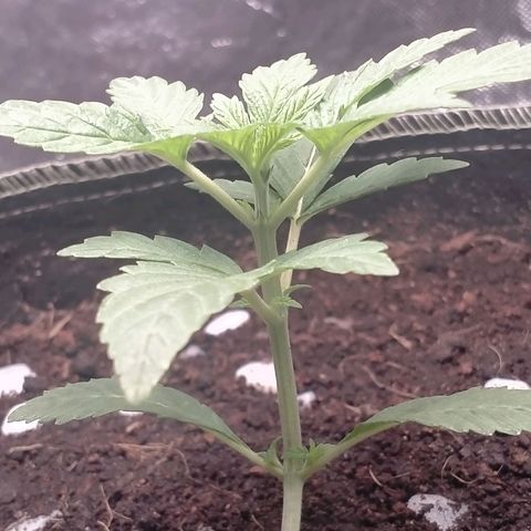 Blueberry Kush #2 growlog timeline photo