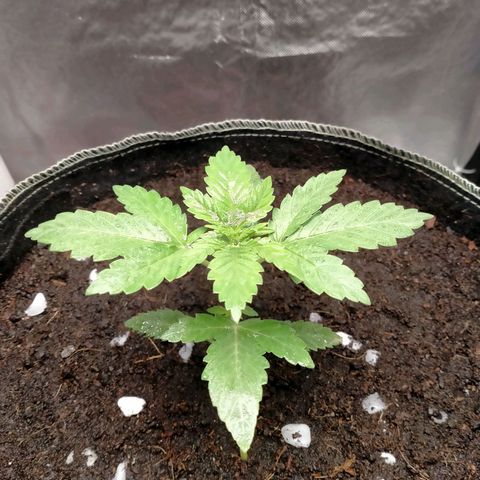 Blueberry Kush #2 growlog timeline photo