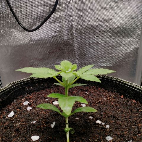 Blueberry Kush #2 growlog timeline photo