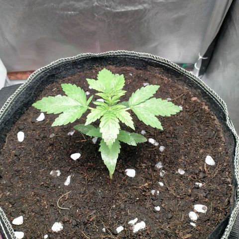 Blueberry Kush #2 growlog timeline photo