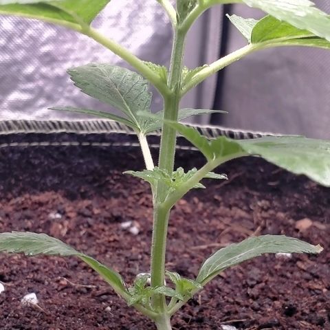 Blueberry Kush #2 growlog timeline photo