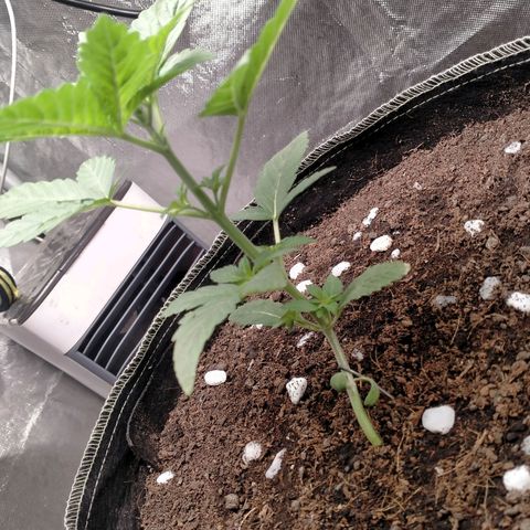 Blueberry Kush #2 growlog timeline photo
