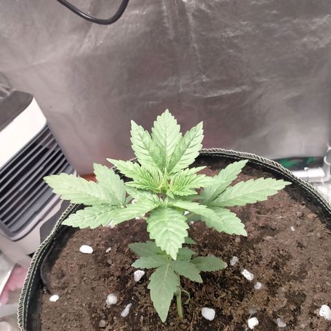 Blueberry Kush #2 growlog timeline photo