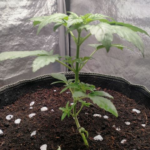 Blueberry Kush #2 growlog timeline photo