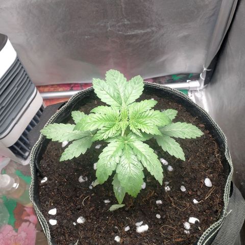 Blueberry Kush #2 growlog timeline photo